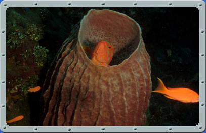 Dive Center Bali