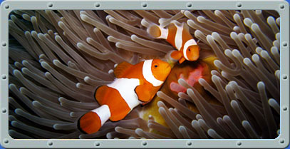 Bali Dive Center