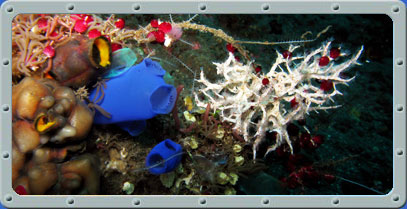 Bali Dive Center